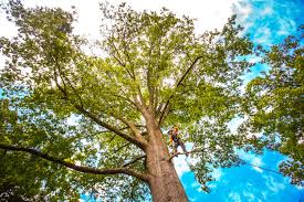 Best Tree Mulching  in South Lockport, NY