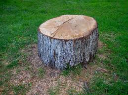 Trusted South Lockport, NY Tree Services Experts