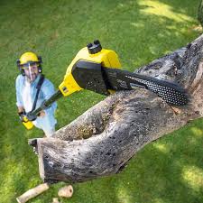 Best Palm Tree Trimming  in South Lockport, NY
