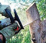 Best Utility Line Clearance  in South Lockport, NY