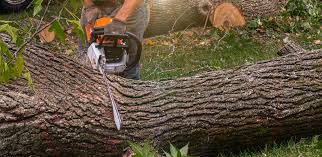 Best Lawn Renovation and Restoration  in South Lockport, NY