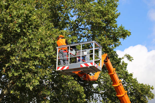 Best Leaf Removal  in South Lockport, NY