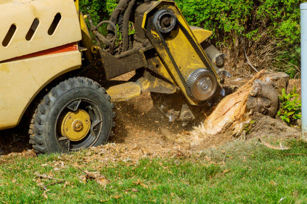 Best Sod Installation  in South Lockport, NY