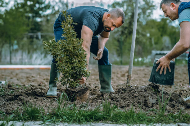 How Our Tree Care Process Works  in  South Lockport, NY