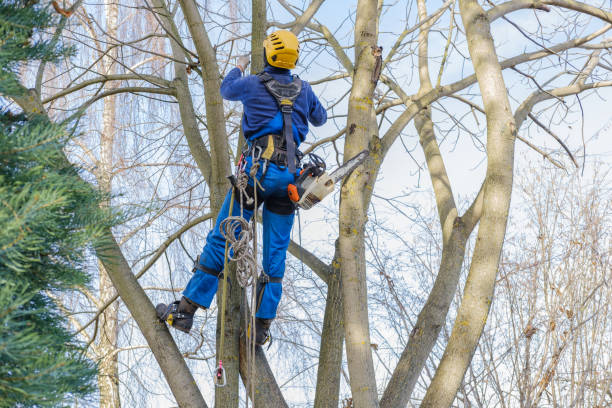 Best Tree Preservation Services  in South Lockport, NY