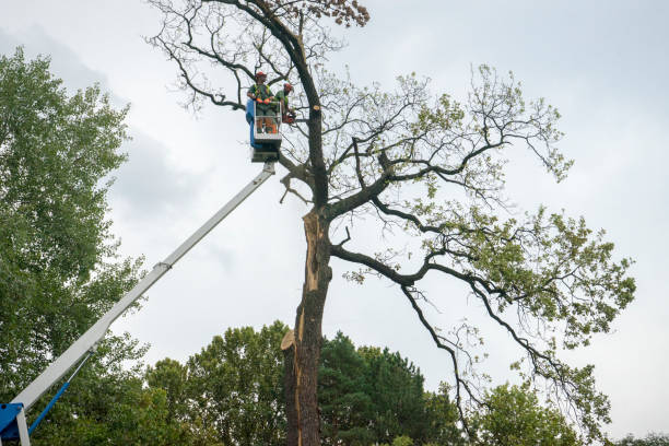 Best Root Management and Removal  in South Lockport, NY