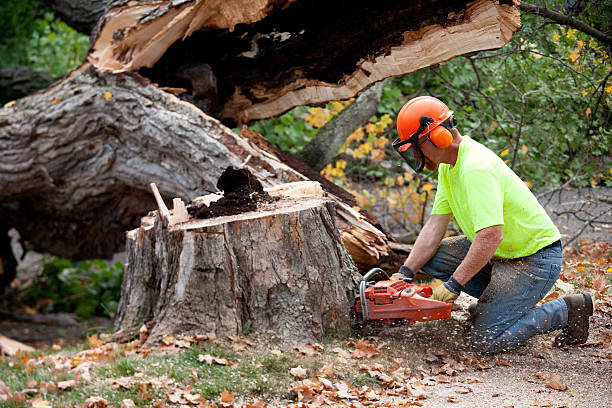 Best Tree Cabling and Bracing  in South Lockport, NY