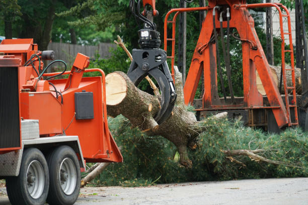  South Lockport, NY Tree Services Pros
