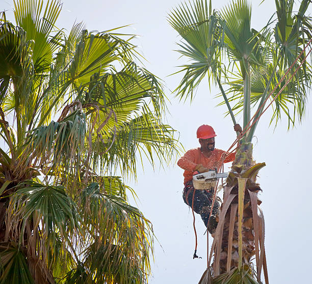 Best Tree Health Inspection  in South Lockport, NY