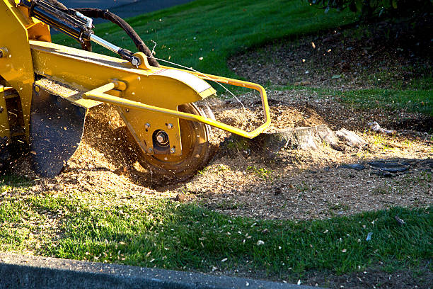 Best Grass Overseeding  in South Lockport, NY