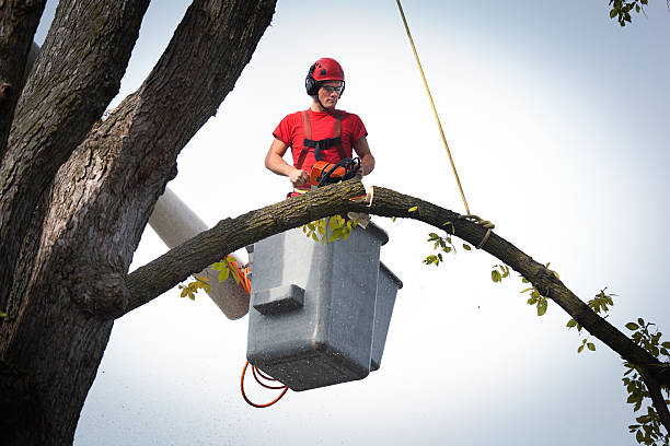 Best Fruit Tree Pruning  in South Lockport, NY
