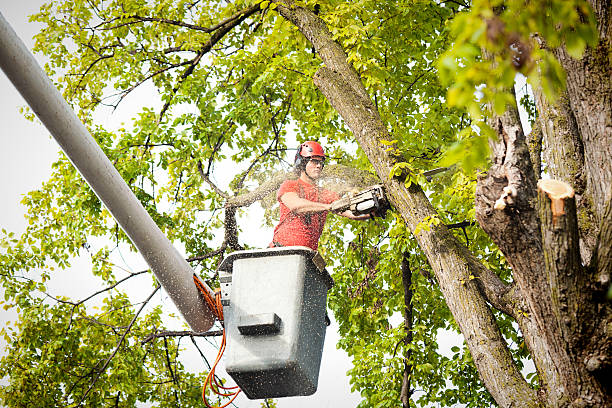 Best Storm Damage Tree Cleanup  in South Lockport, NY