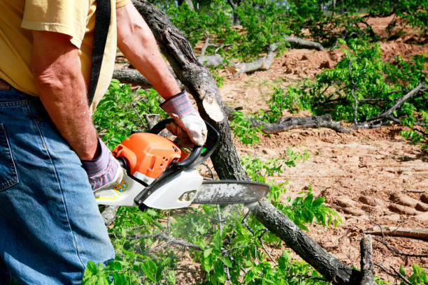 Best Tree Maintenance Programs  in South Lockport, NY